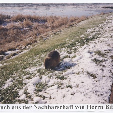 Elbterrassen Zu Brambach Hotel Dessau-Rosslau Eksteriør billede